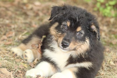 Les chiots de Berger Australien