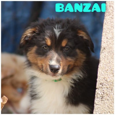Les chiots de Berger Australien