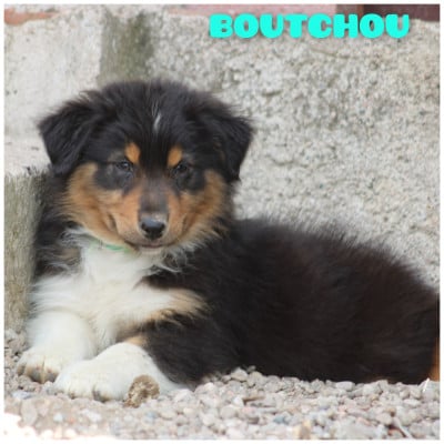 Les chiots de Berger Australien