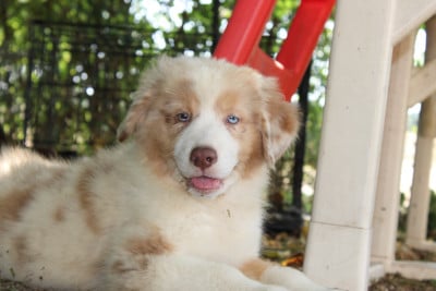 Les chiots de Berger Australien