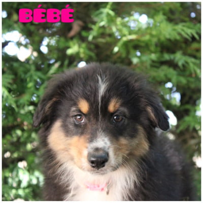 Les chiots de Berger Australien