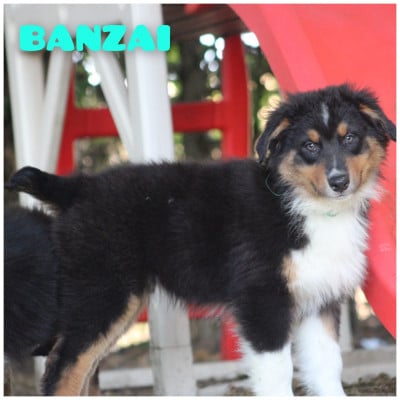 Les chiots de Berger Australien