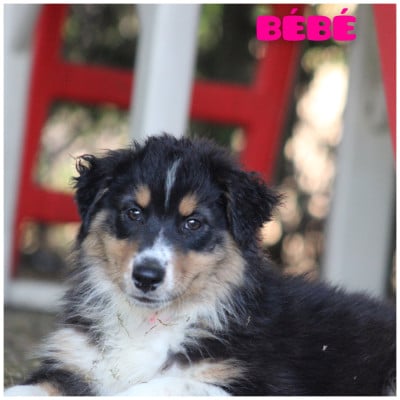 Les chiots de Berger Australien