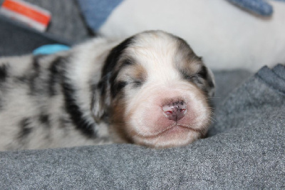 Les chiots de Berger Australien