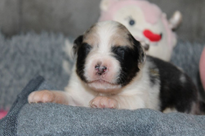 Les chiots de Berger Australien