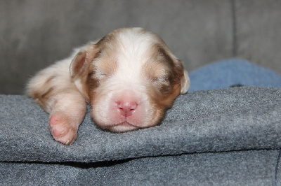 Les chiots de Berger Australien