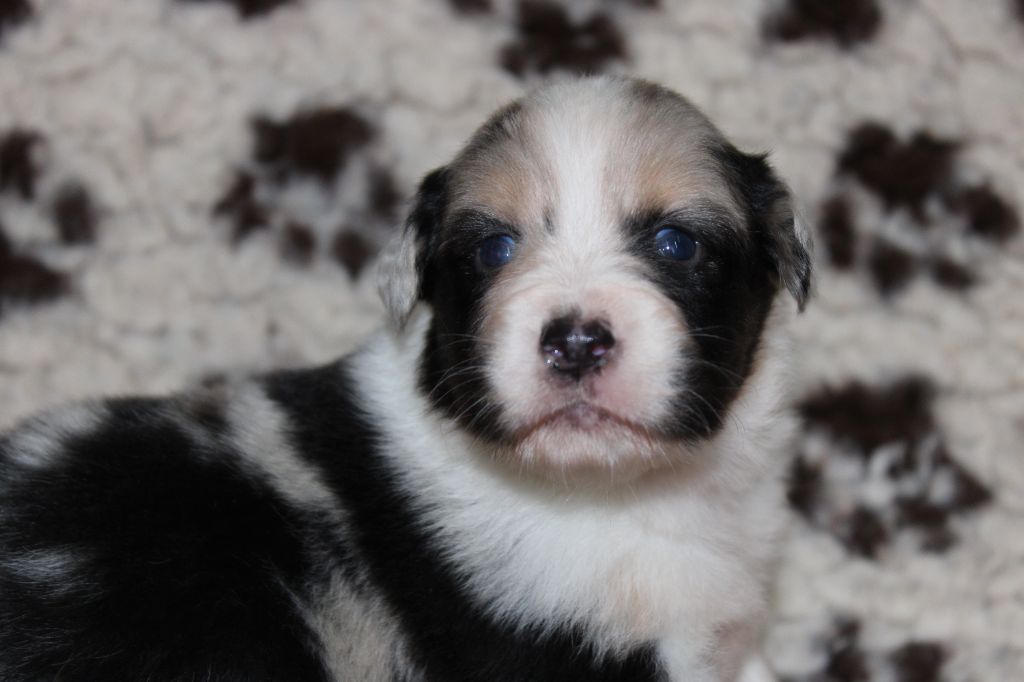 Berger Australien - White Snow Sheperds