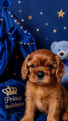 Les chiots de Cavalier King Charles Spaniel