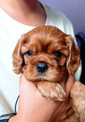 Les chiots de Cavalier King Charles Spaniel