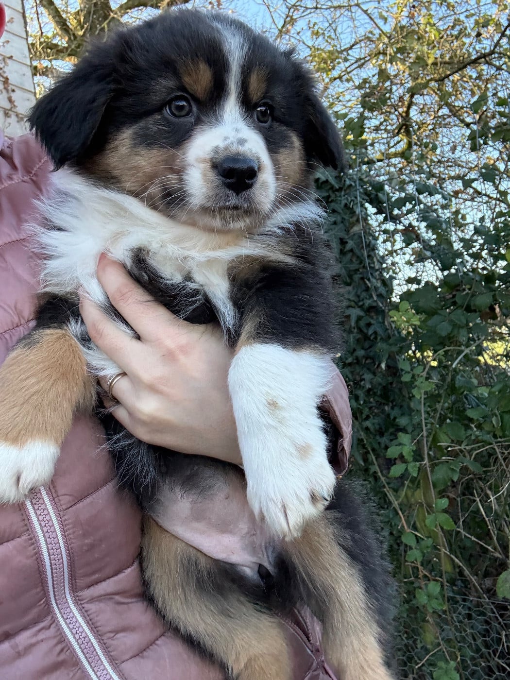 Automne - Berger Australien