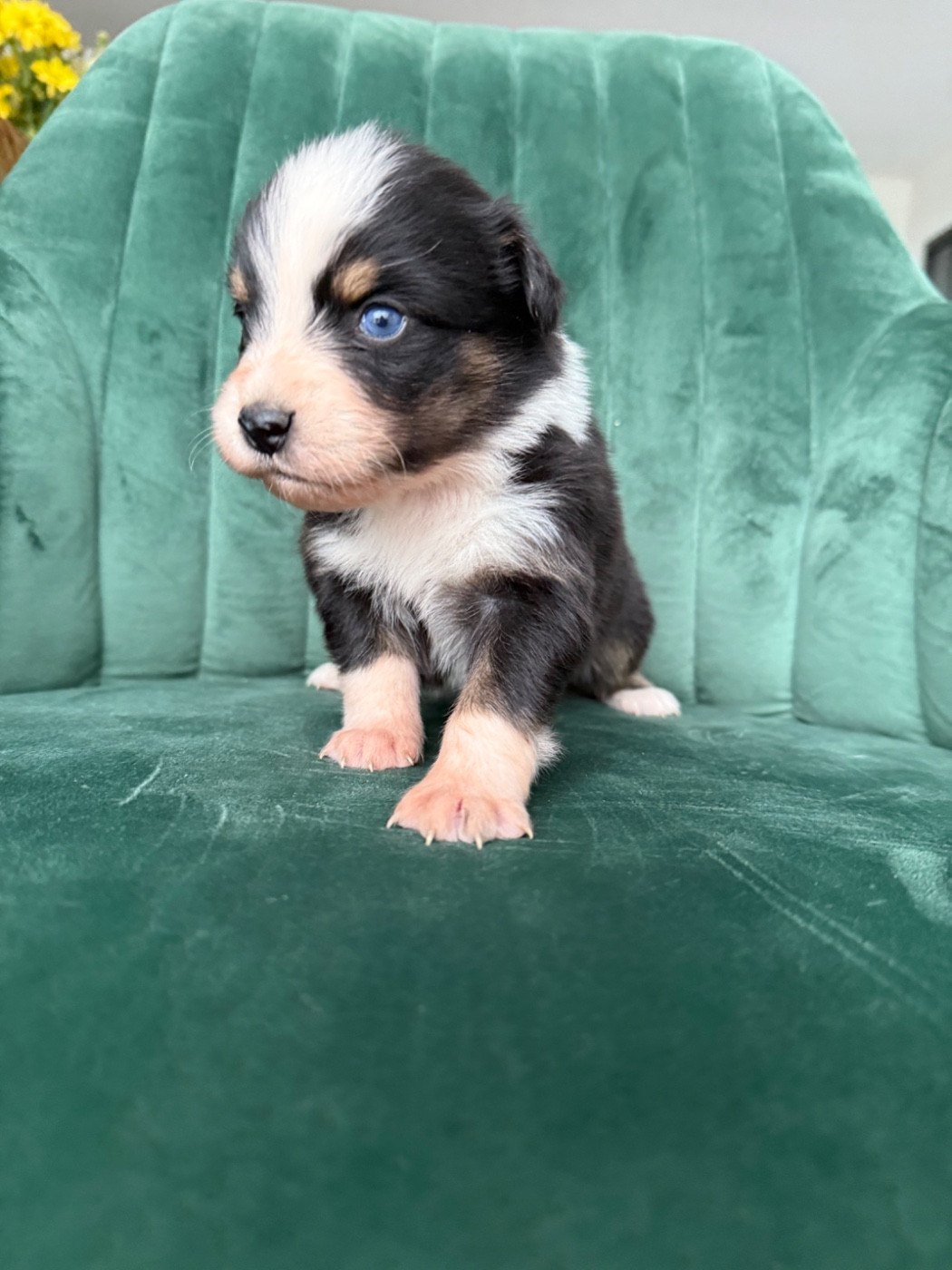 CHIOT 3 - Berger Australien