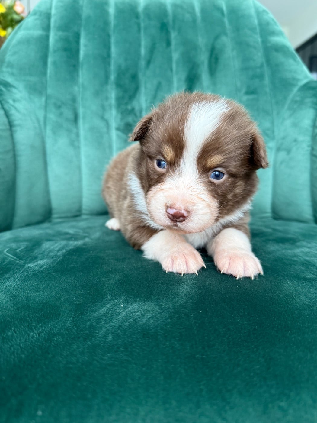 CHIOT 8 - Berger Australien