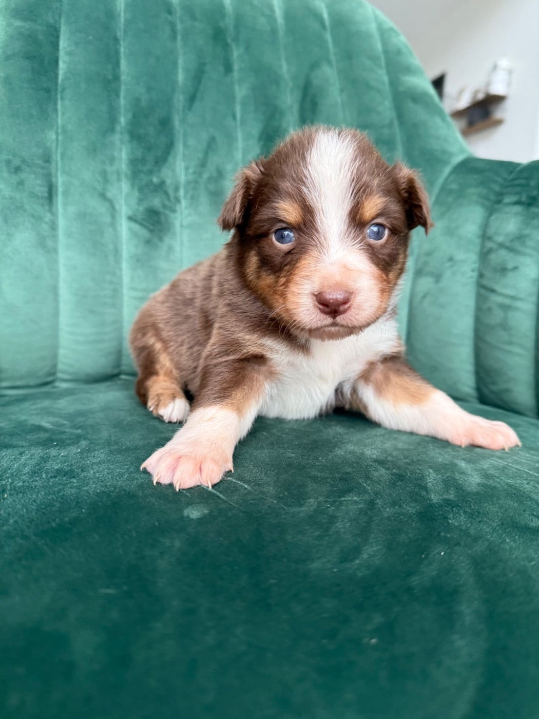 CHIOT 9 - Berger Australien