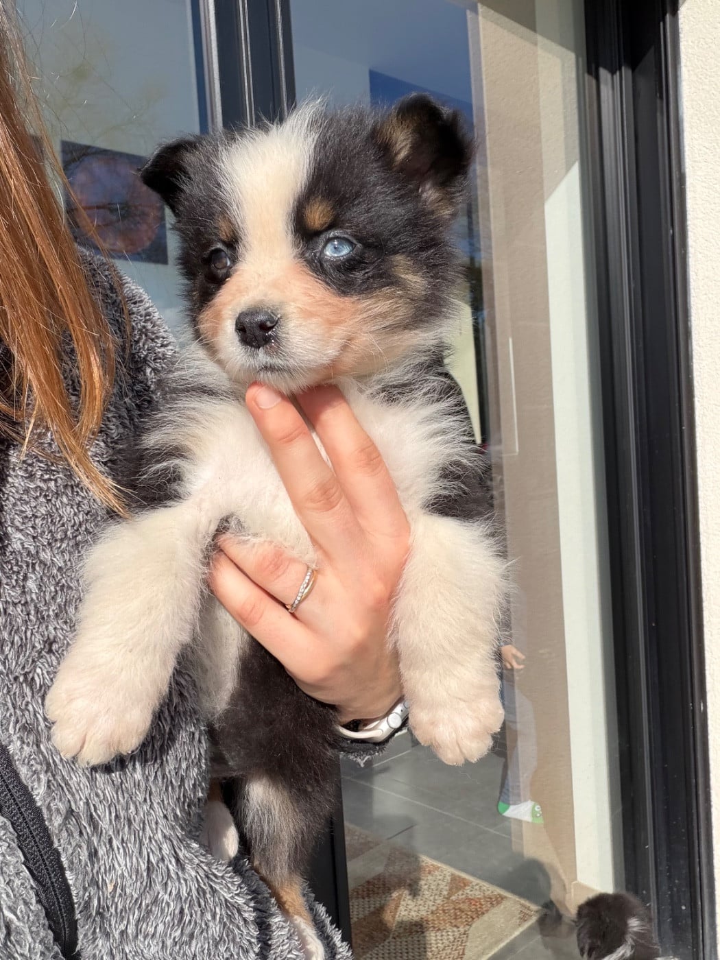 Berger Australien - (Sans Affixe)