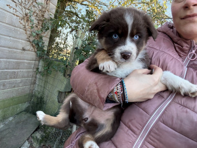 Les chiots de Berger Australien