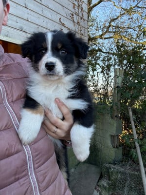 Les chiots de Berger Australien