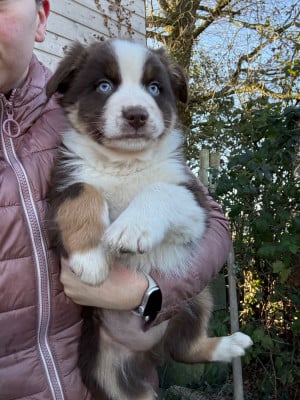 Les chiots de Berger Australien