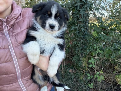 Les chiots de Berger Australien