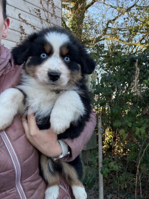 Les chiots de Berger Australien