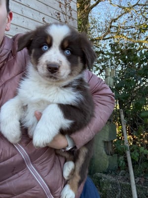 Les chiots de Berger Australien