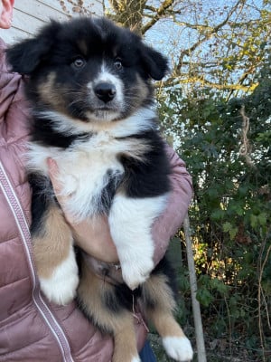 Les chiots de Berger Australien