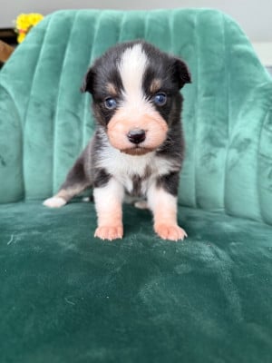 Les chiots de Berger Australien