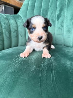 Les chiots de Berger Australien