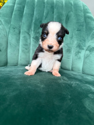 Les chiots de Berger Australien