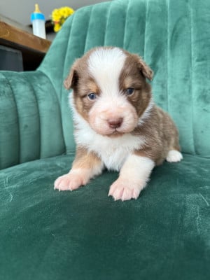 Les chiots de Berger Australien