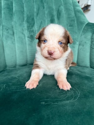 Les chiots de Berger Australien