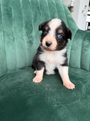 Les chiots de Berger Australien