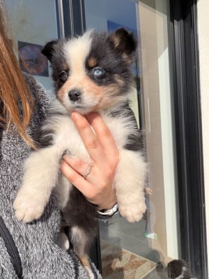 Les chiots de Berger Australien