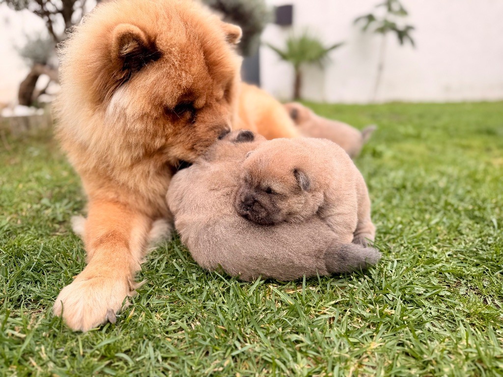 Usaji des Pantoufles d'Amour