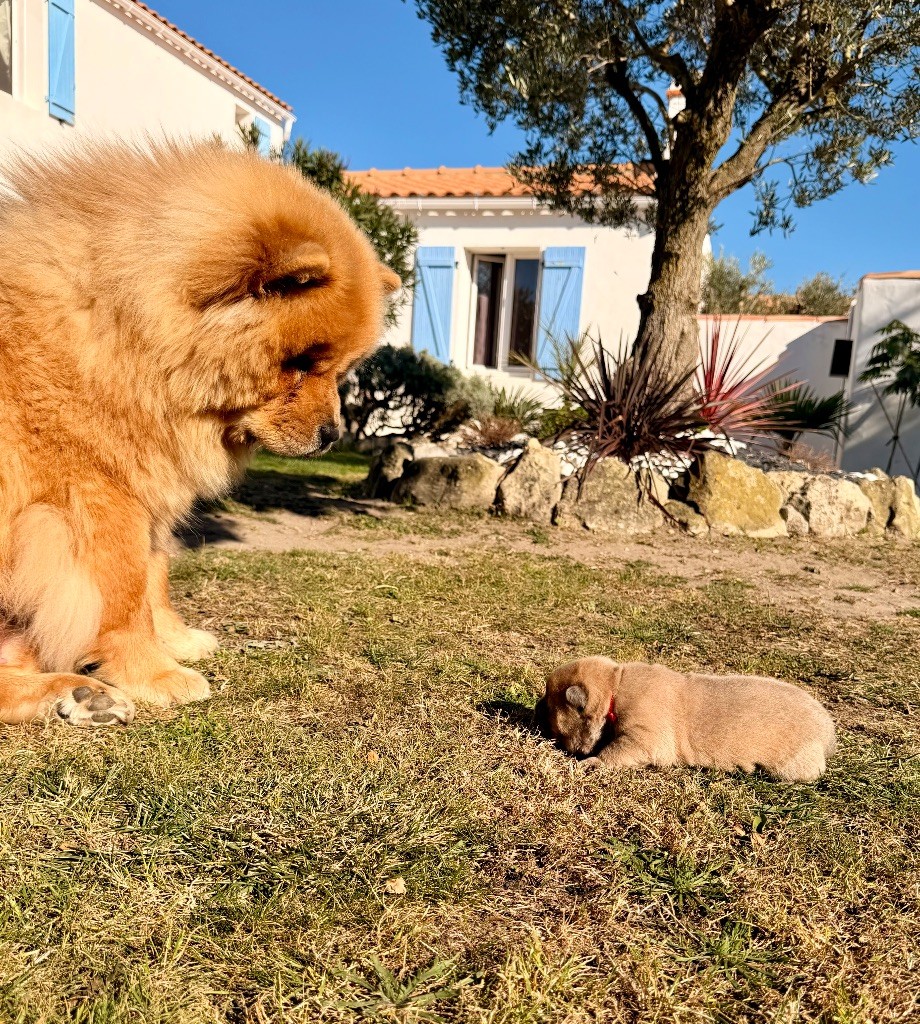 Usaji des Pantoufles d'Amour