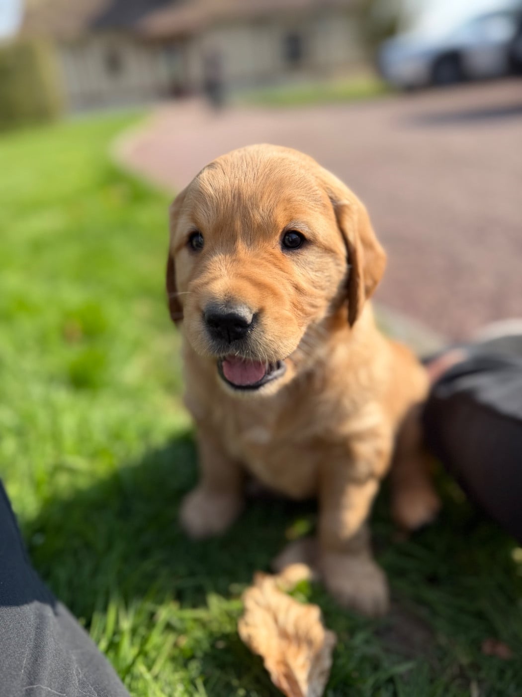 Golden Retriever - Of Heemany