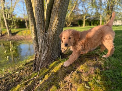 Les chiots de Golden Retriever