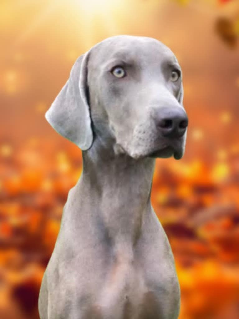 Very nice Des Silver Weims De L'Odon