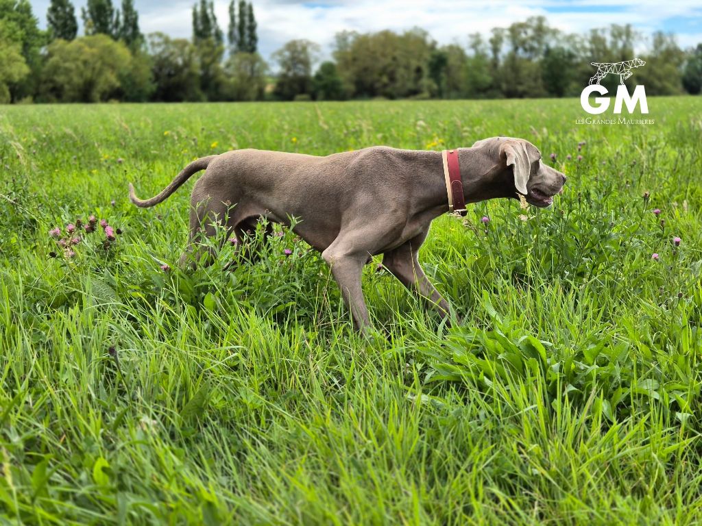 Very nice Des Silver Weims De L'Odon