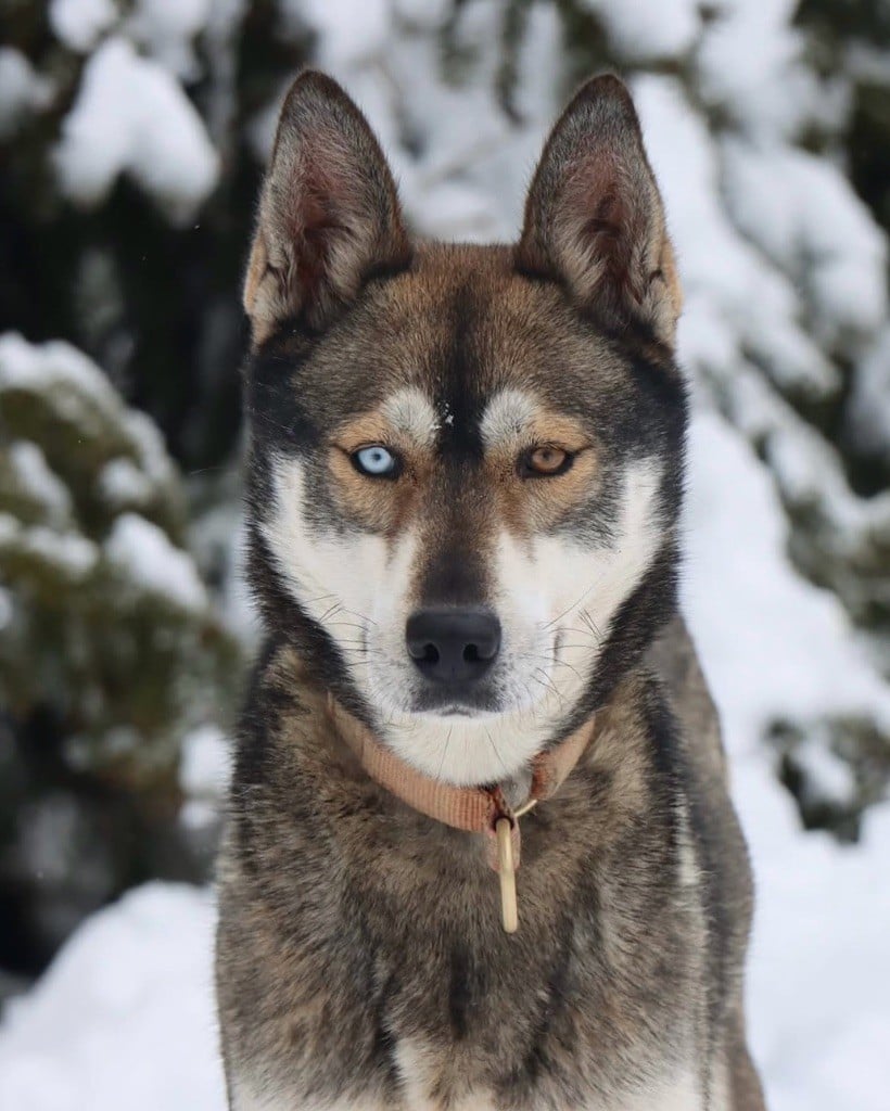 Publication : Of Artik Basterds