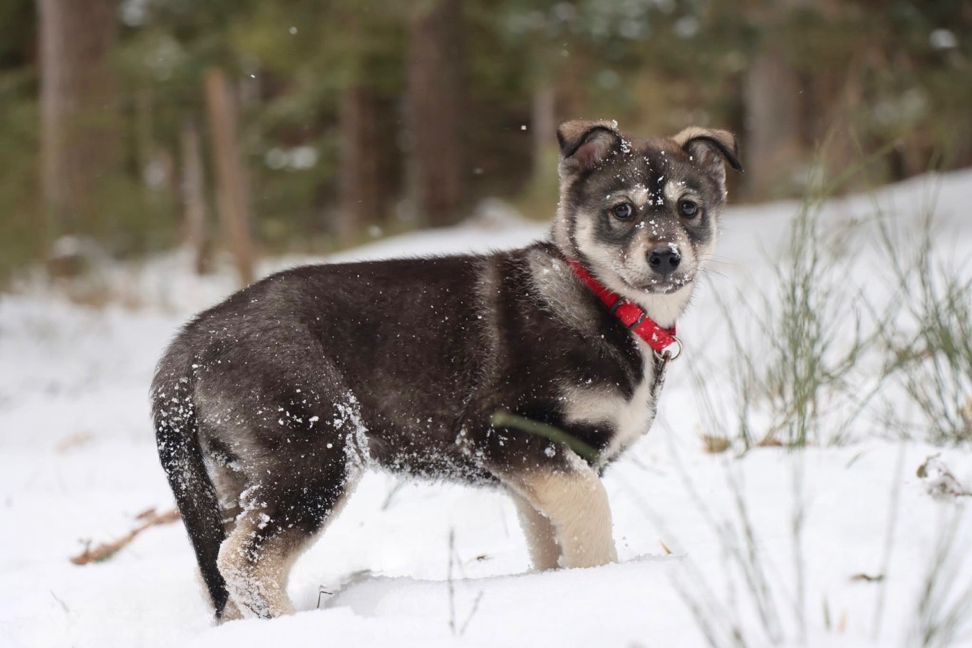 Bittersweet Symphony