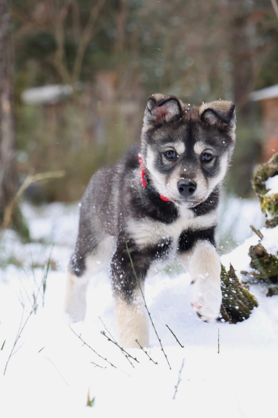 Bittersweet Symphony