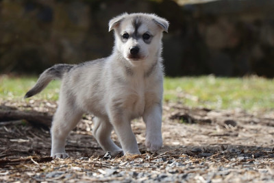 Les chiots de Siberian Husky