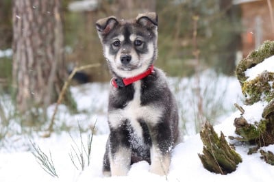 Bittersweet Symphony - Siberian Husky