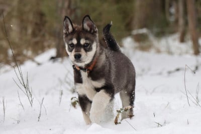 Buffalo Soldier - Siberian Husky