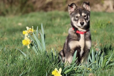 Les chiots de Siberian Husky