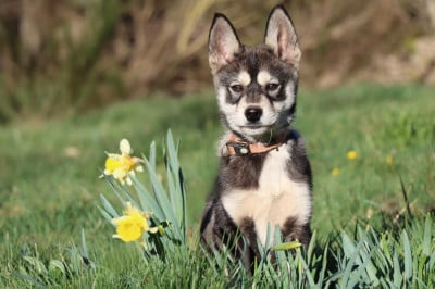 Les chiots de Siberian Husky