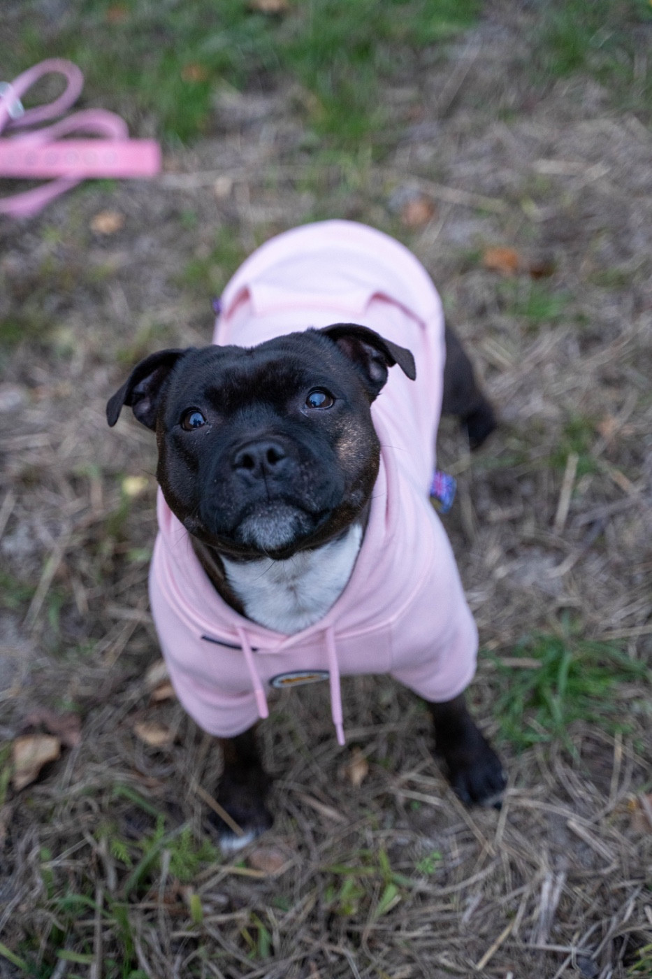 Under Carlie's Protection Sakura