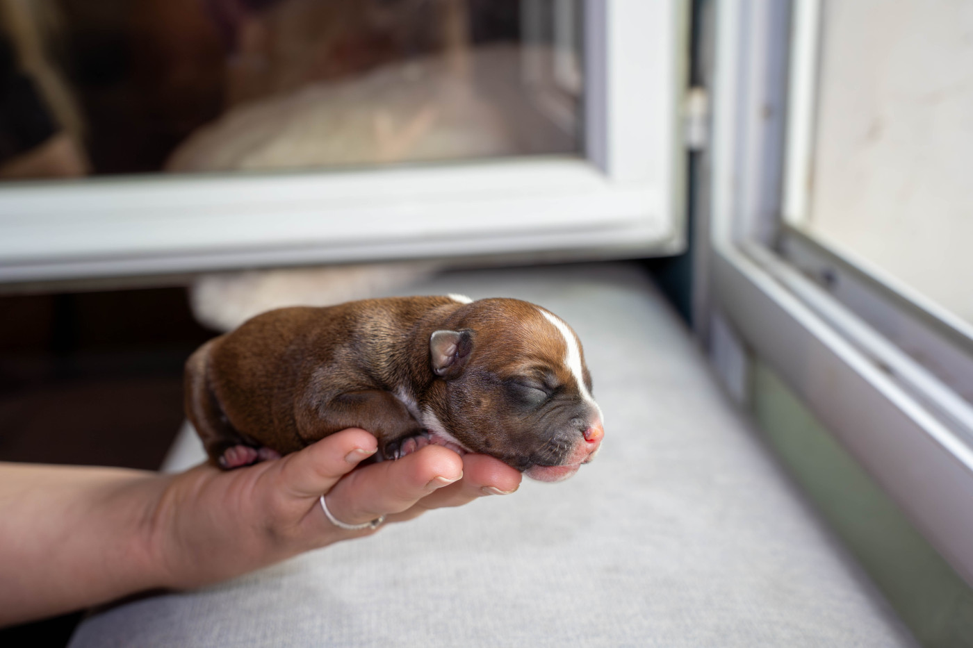 Boston - Staffordshire Bull Terrier
