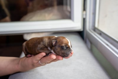 Les chiots de Staffordshire Bull Terrier
