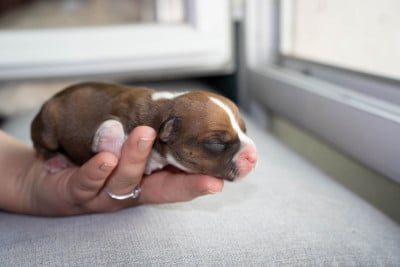 Les chiots de Staffordshire Bull Terrier